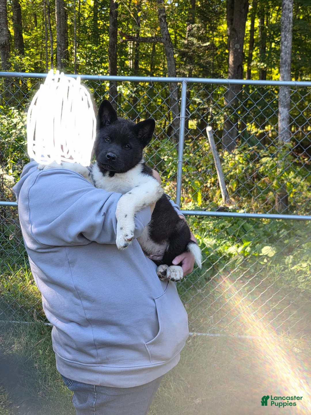 Akita dogs for sale: Akita 2 - Ad 1