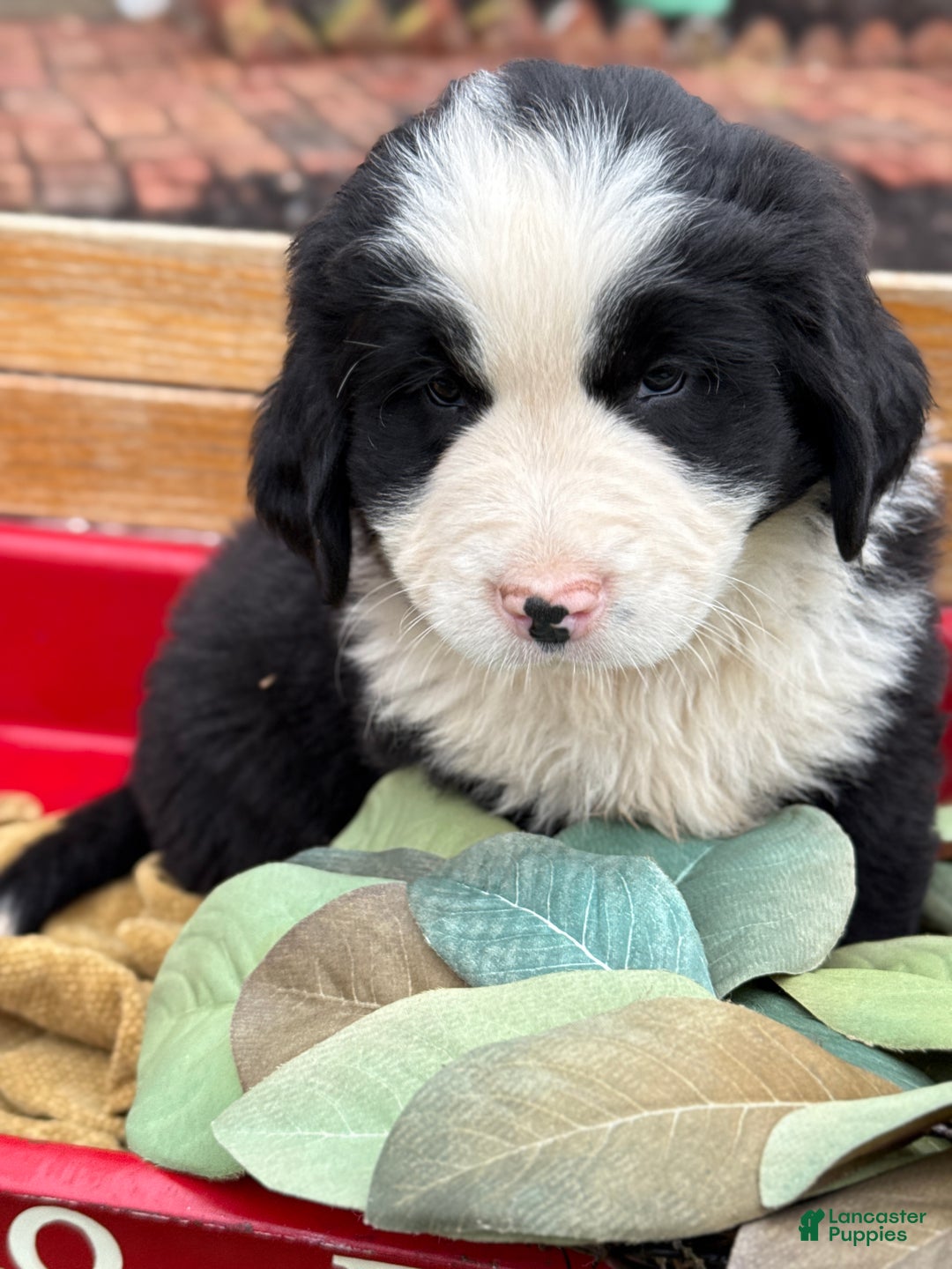 Mixed Breed dogs for sale: Waffle - Ad 12