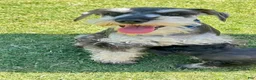Miniature Schnauzer dogs for sale: Ranger - Ad 3
