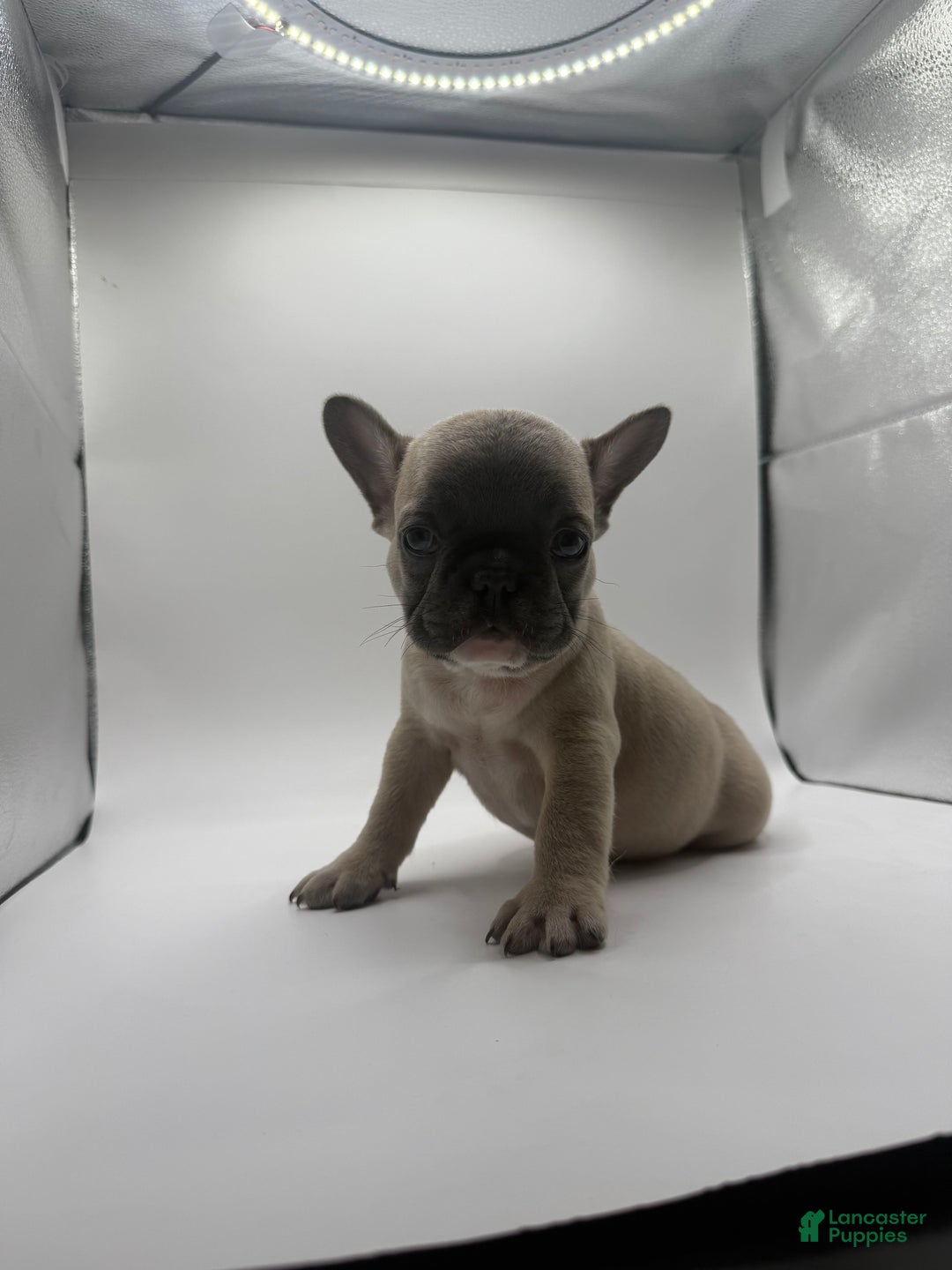 French Bulldog dogs for sale: Pluto - Ad 3