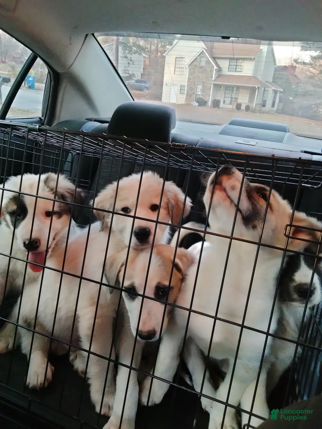 Mixed Breed dogs for sale: Buddy Boy  - Ad 8