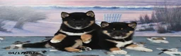 Shiba Inu dogs for sale: Resses Cup - Ad 5