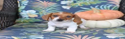 Miniature Dachshund dogs for sale: Handsome - Ad 3