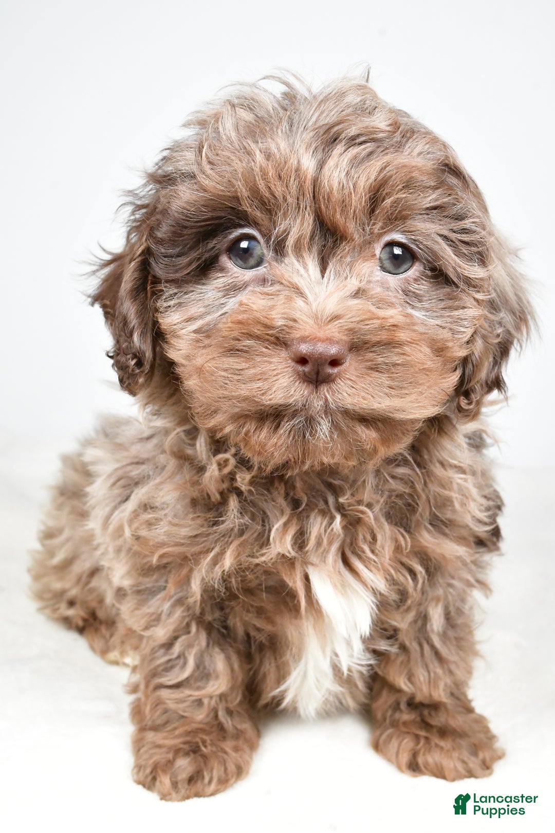 Shihpoo dogs for sale: Jodi - Ad 8