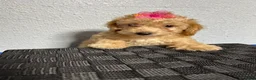Mini Goldendoodle dogs for sale: Kaia  - Ad 6