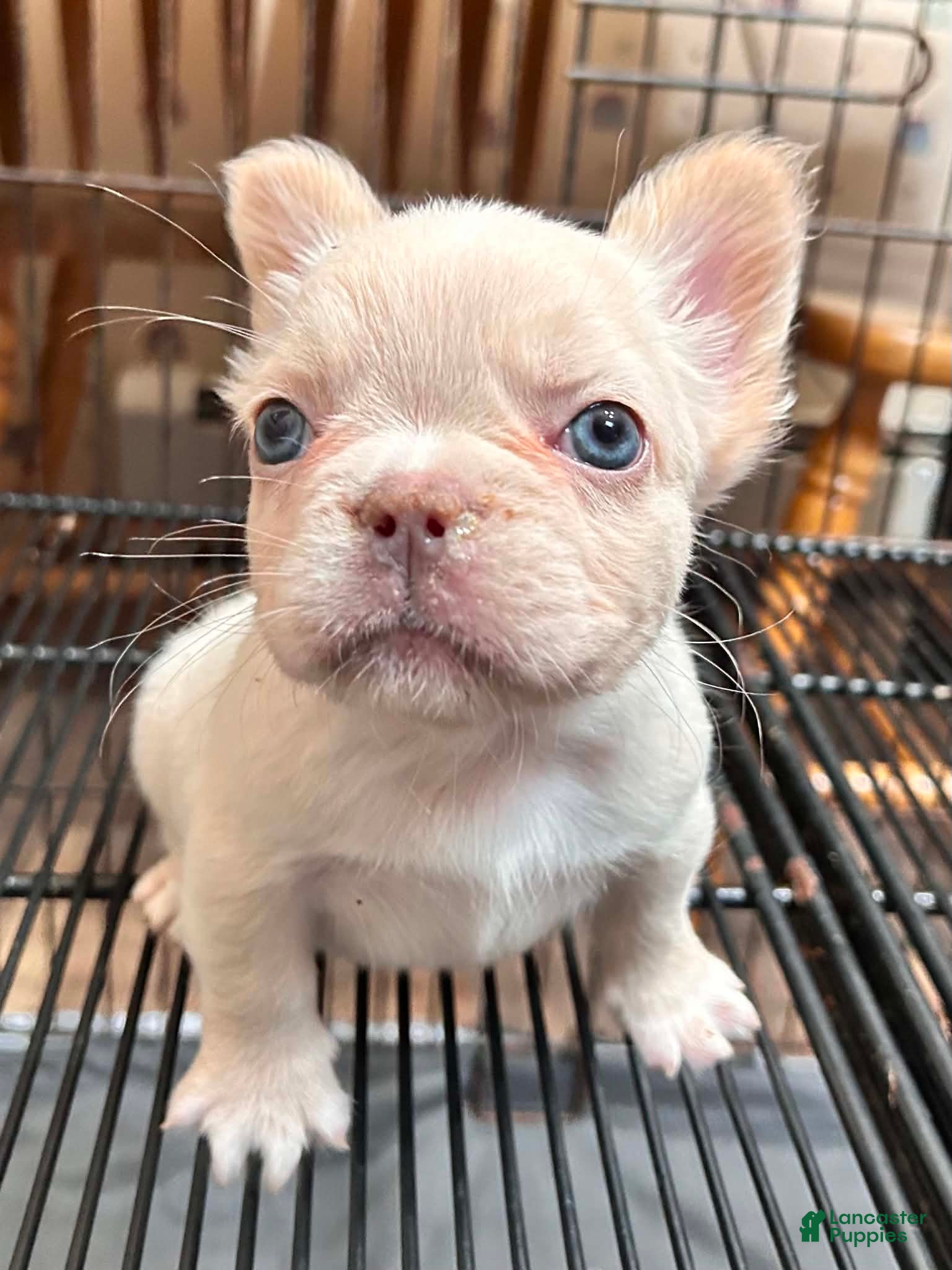 French Bulldog dogs Ice - Ad 25