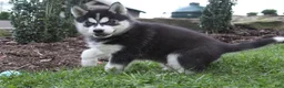 Siberian Husky dogs for sale: Timber - Ad 3