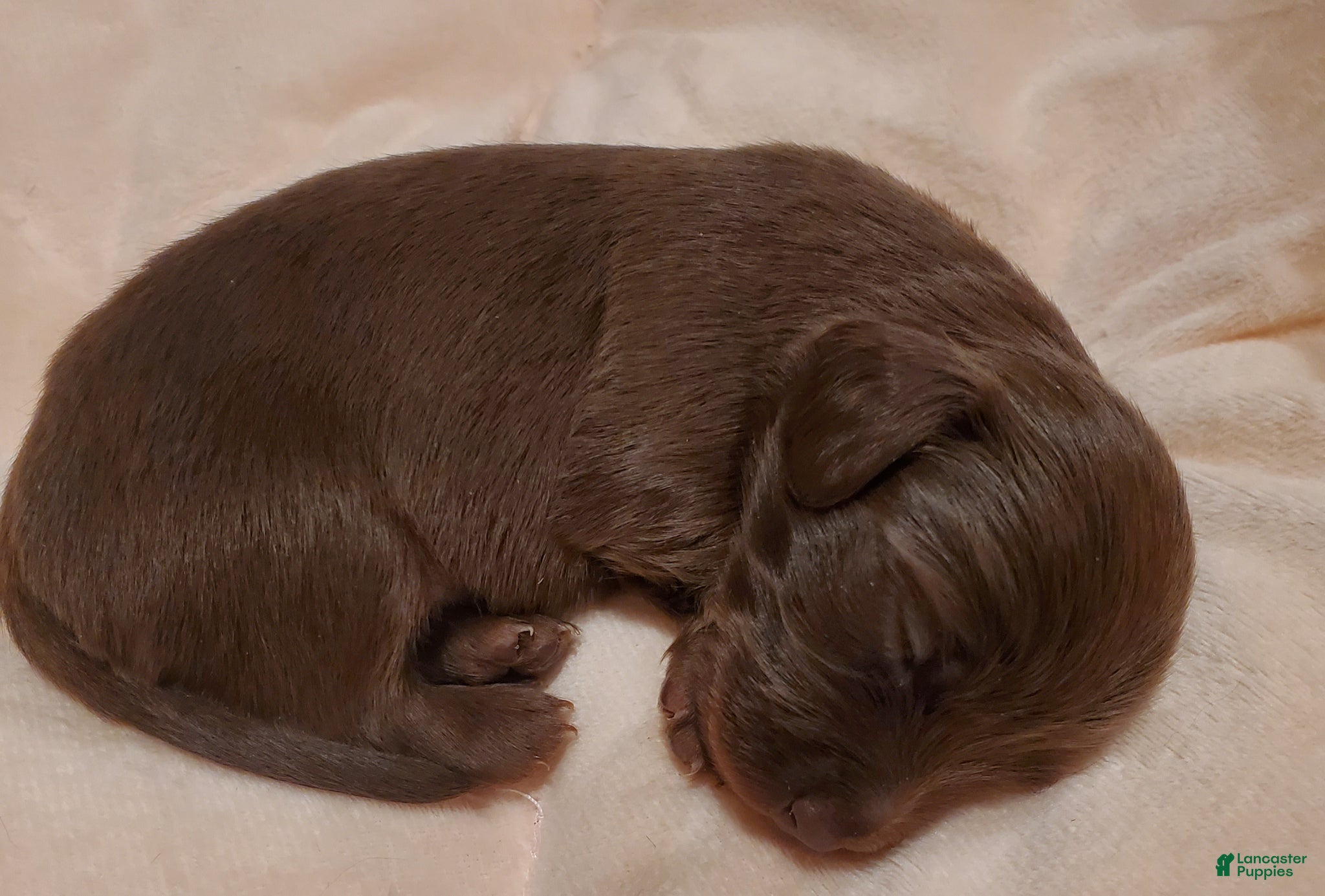 Miniature Dachshund dogs Miniature Dachshund Puppy 2 - Ad 10