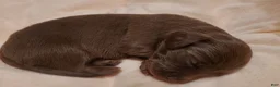 Miniature Dachshund dogs for sale: Miniature Dachshund Puppy 2 - Ad 1