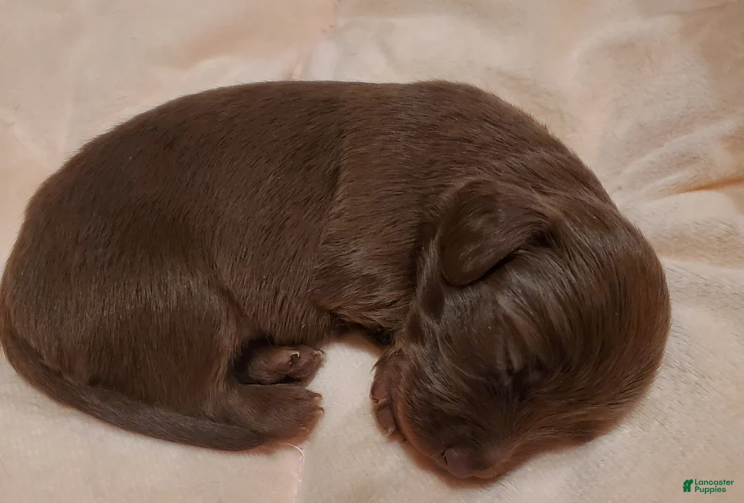 Miniature Dachshund dogs for sale: Miniature Dachshund Puppy 2 - Ad 1
