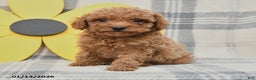 Miniature Poodle dogs for sale: Jack  - Ad 2