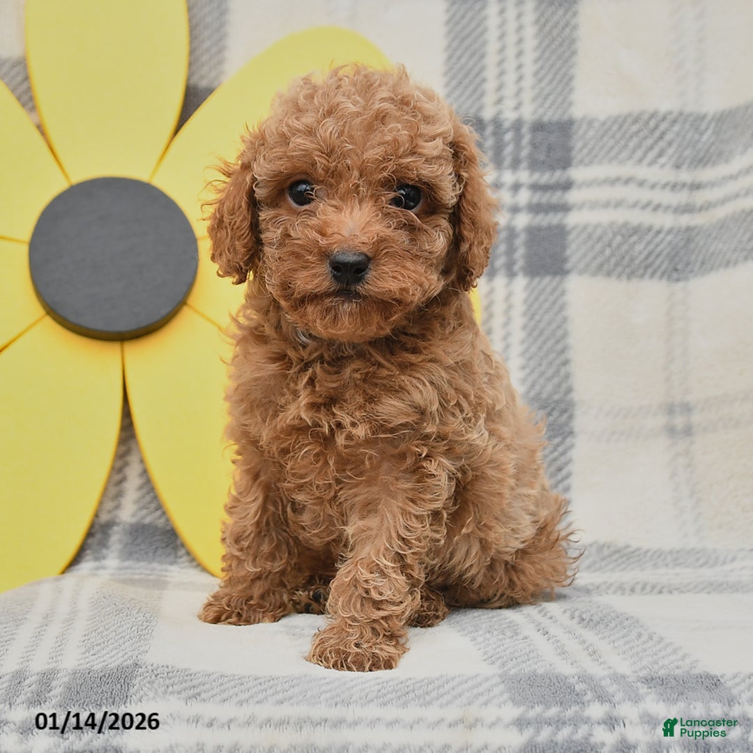 Miniature Poodle dogs for sale: Jack  - Ad 2