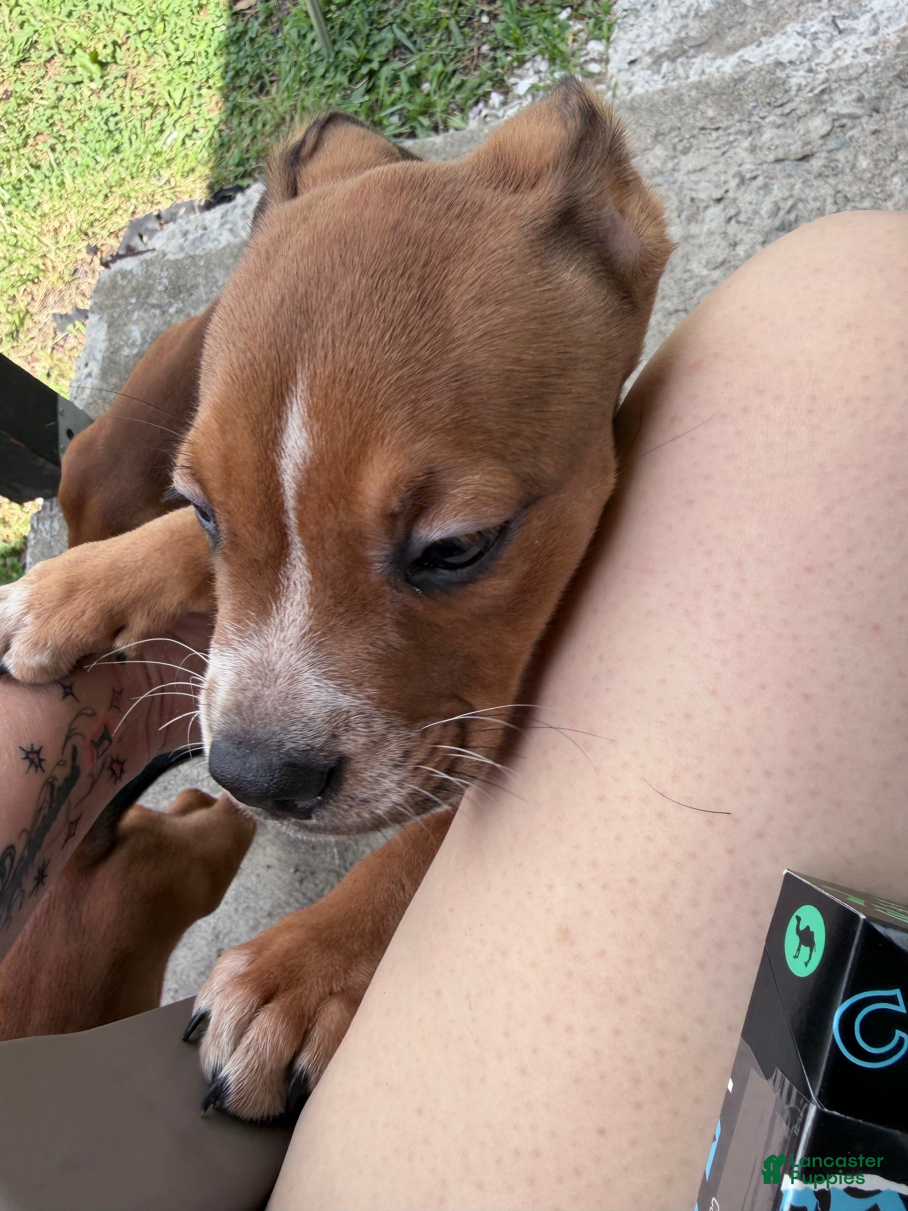 Mixed Breed dogs Mixed Breed 2 - Ad 25