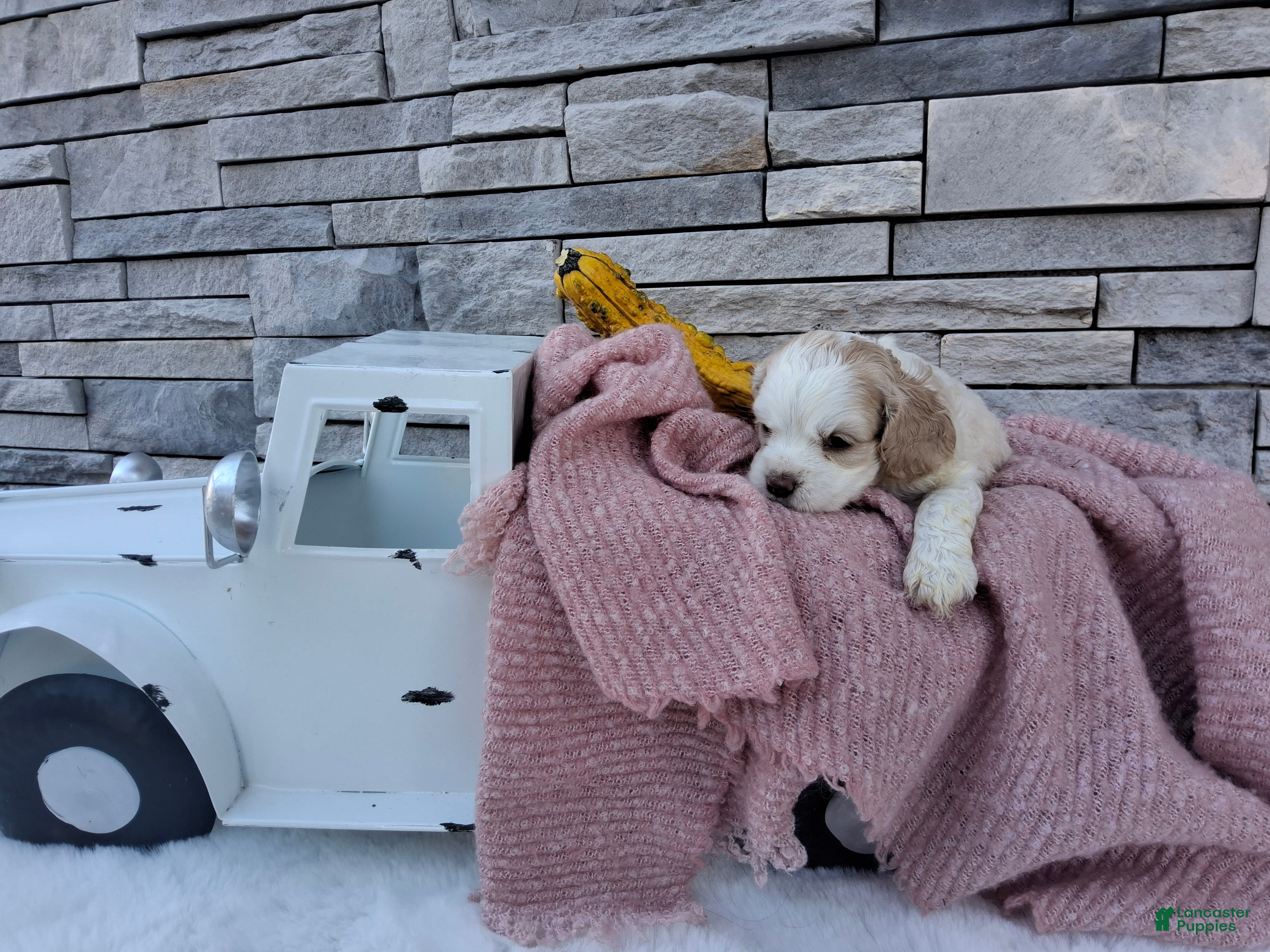 Cocker Spaniel dogs for sale: Cocker Spaniel 4 - Ad 2