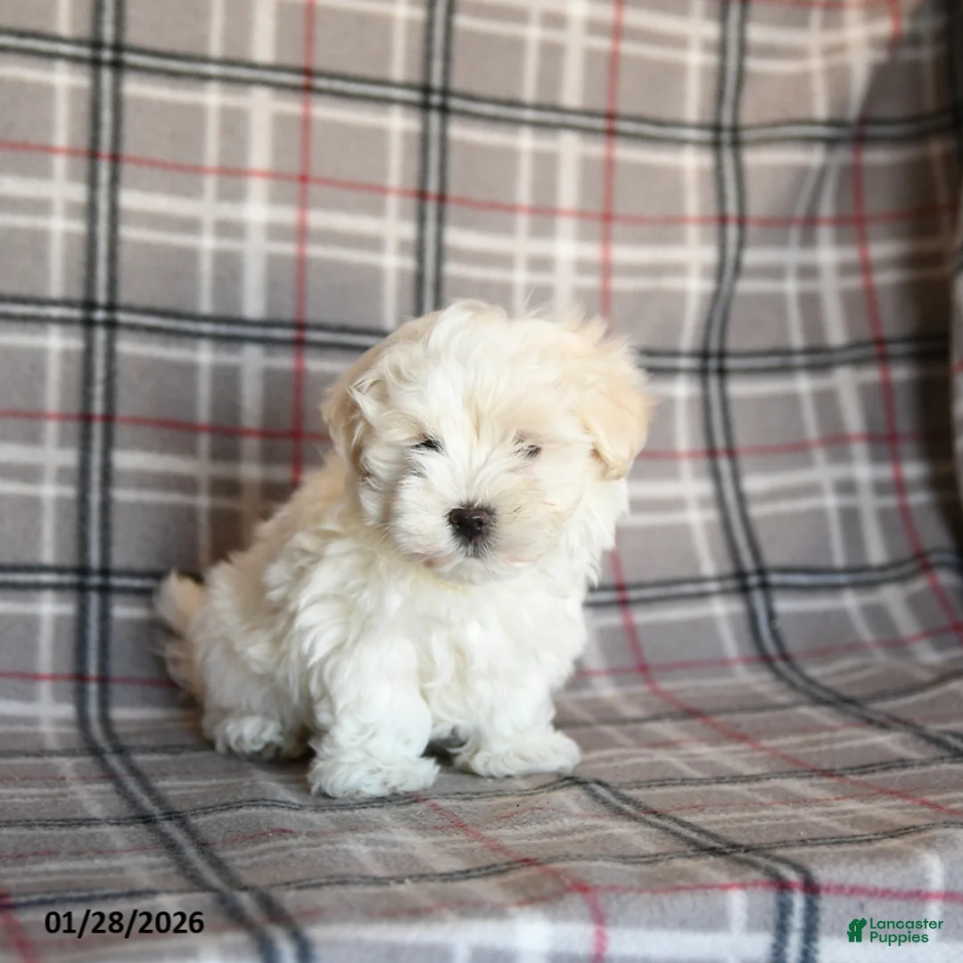 Maltese dogs for sale: Riley - Ad 2