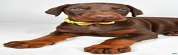 Doberman Pinscher dogs for sale: Lance - Ad 3