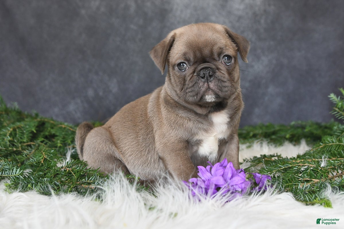 Pug dogs Jordan - Ad 1