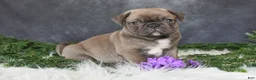 Pug dogs for sale: Jordan - Ad 1