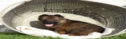 German Shepherd dogs for sale: Fisher German Shepherd  - Ad 4
