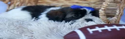 Shih Tzu dogs for sale: SAMSON - Ad 3