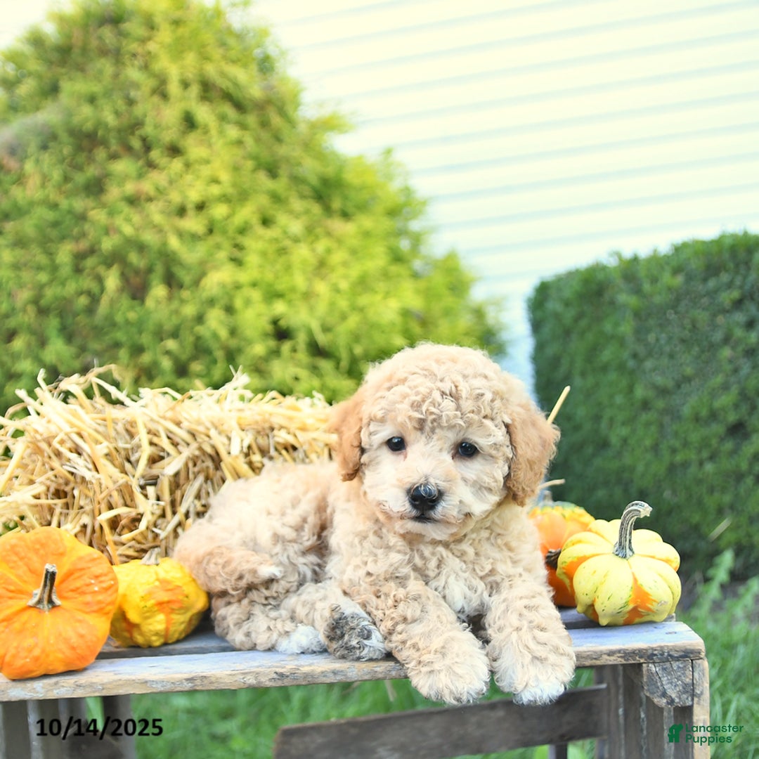 Havapoo dogs for sale: Prince EXTRA SMALL - Ad 7