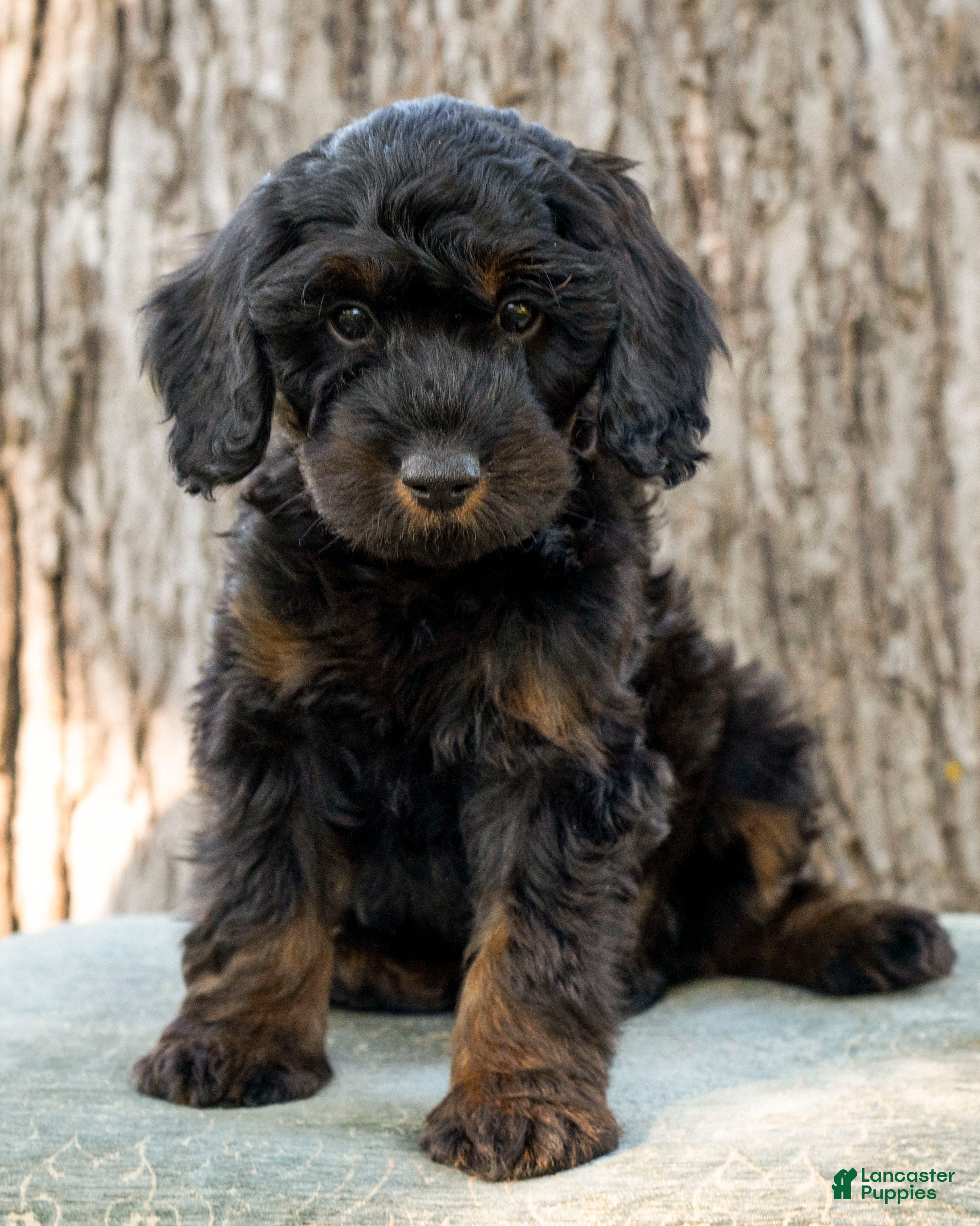 Goldendoodle dogs for sale: Dusty - Ad 1
