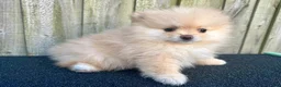 Pomeranian dogs for sale: Kayla - Ad 19