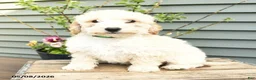 Shihpoo dogs for sale: Elvis - Ad 4