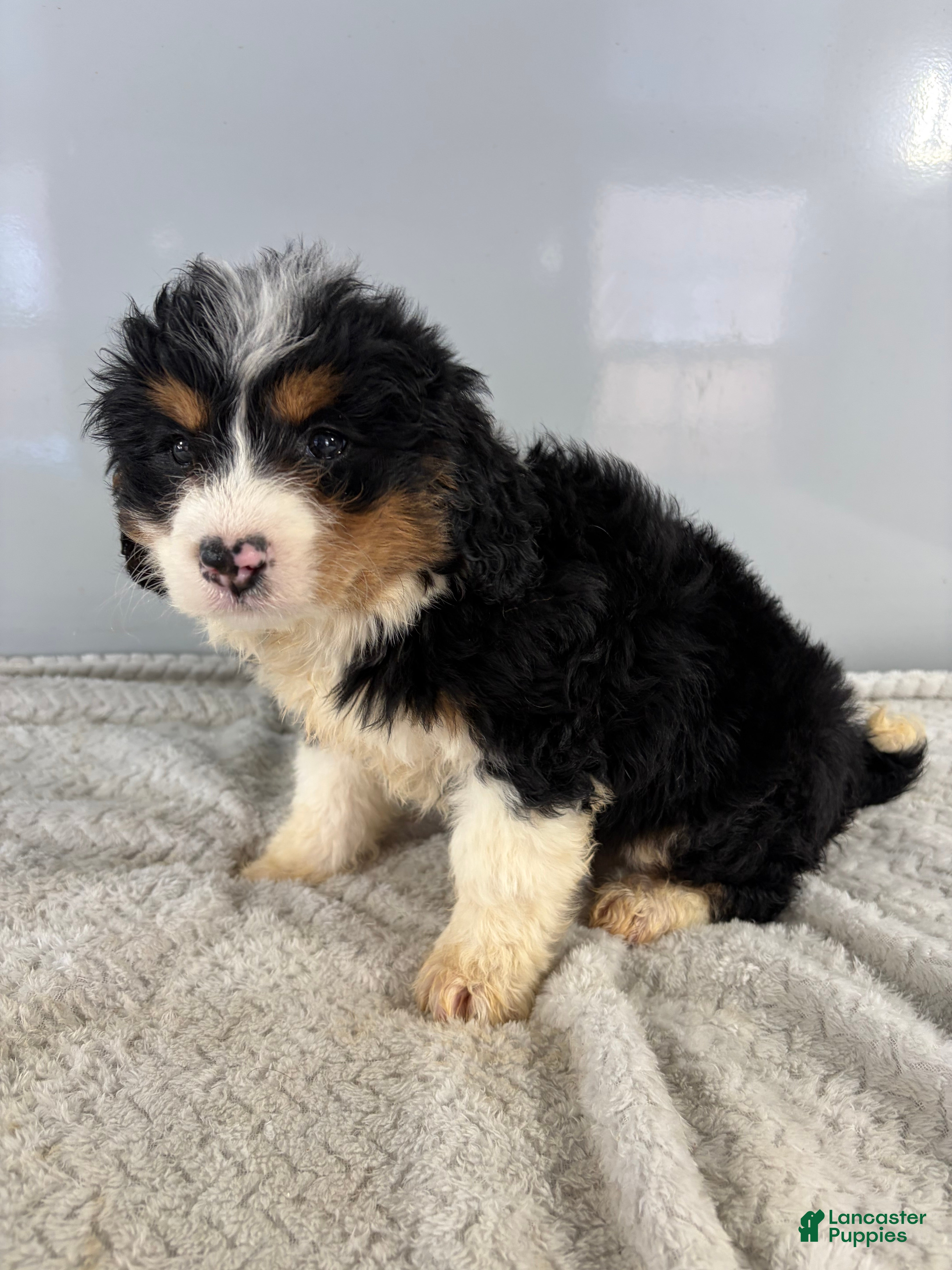 Mini Bernedoodle dogs Cindy - Ad 9