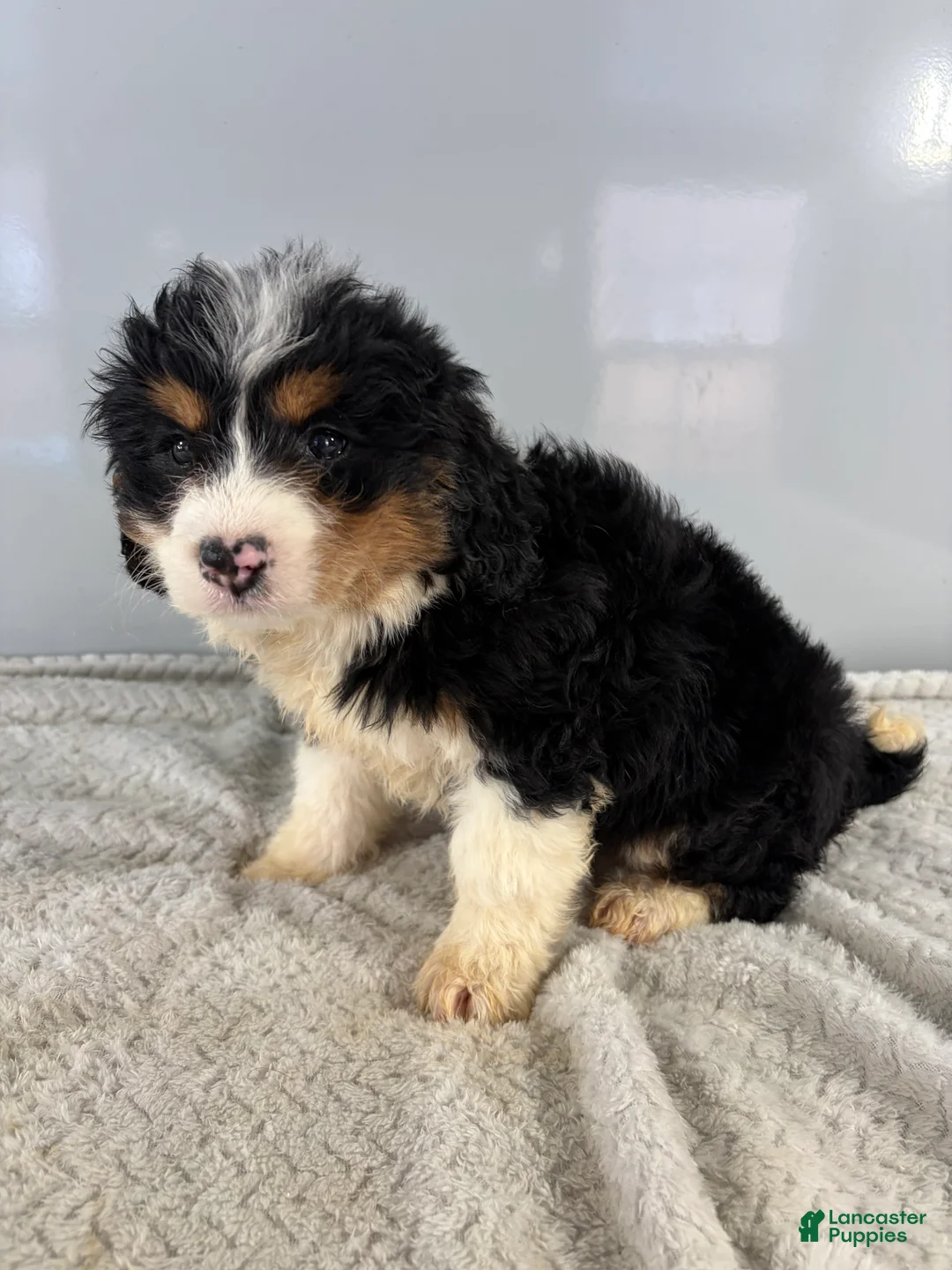 Mini Bernedoodle dogs for sale: Cindy - Ad 1