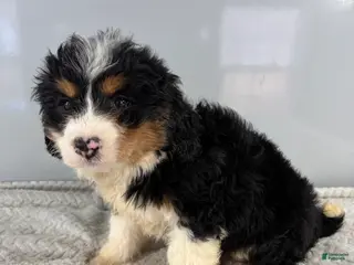 Mini Bernedoodle dogs Cindy - Ad 3