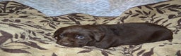 Labrador Retriever dogs for sale: Mandy - Ad 3