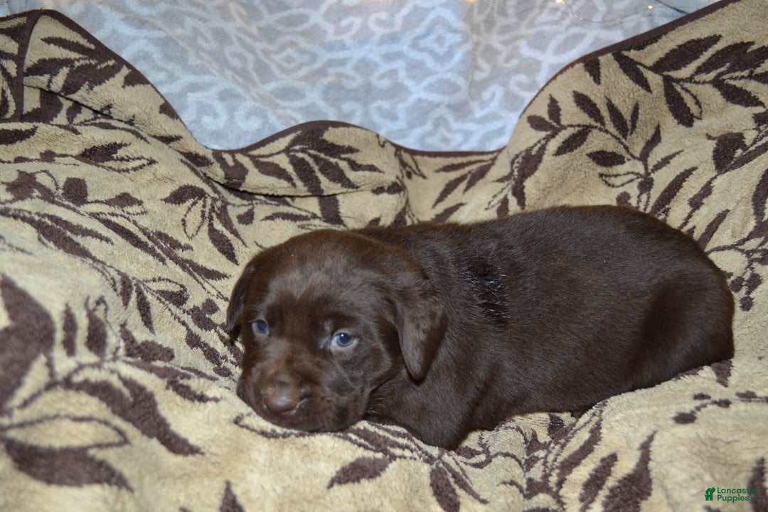 Labrador Retriever dogs for sale: Mandy - Ad 3