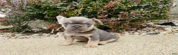 French Bulldog dogs for sale: Lacey - Ad 7