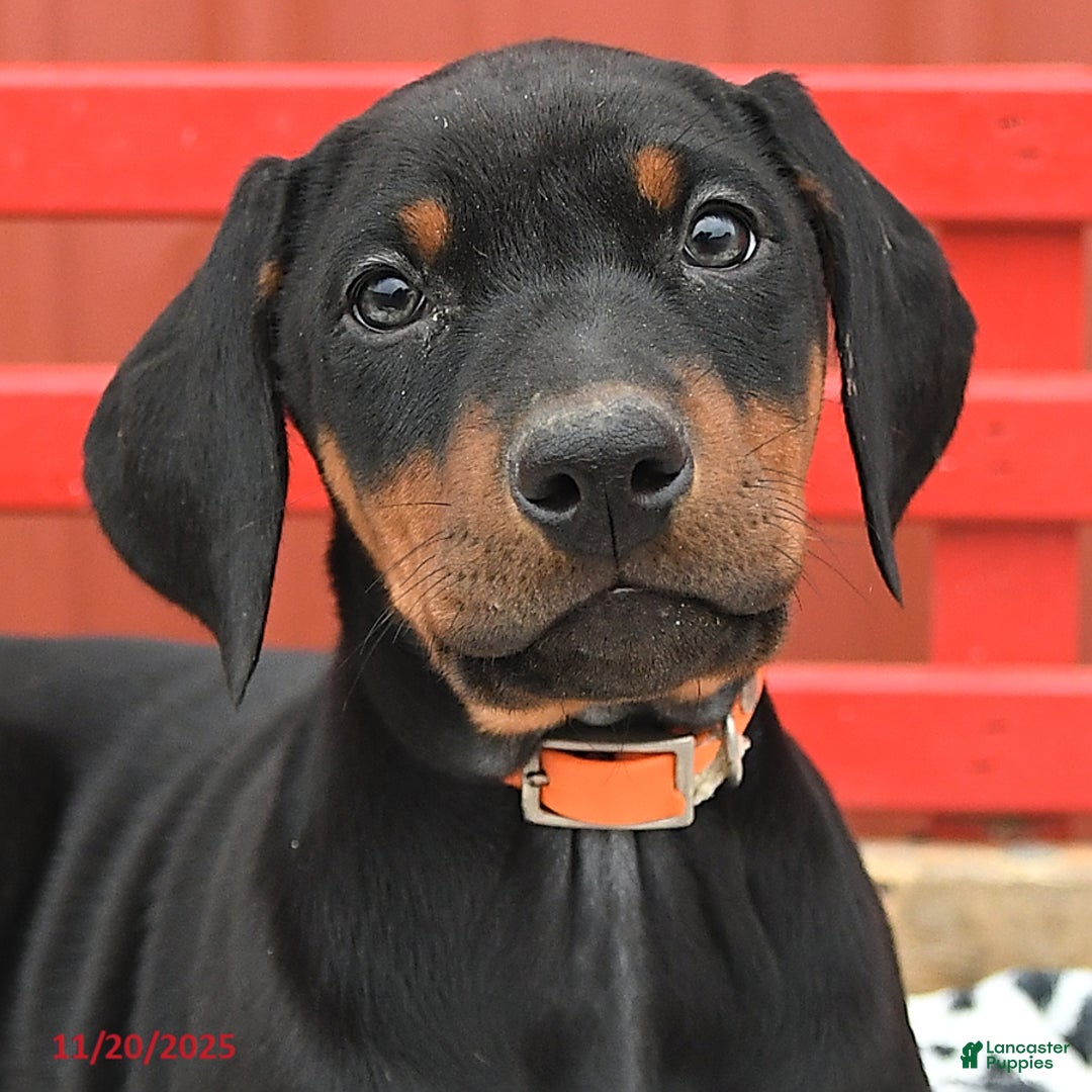 Doberman Pinscher dogs for sale: Hannah - Ad 10