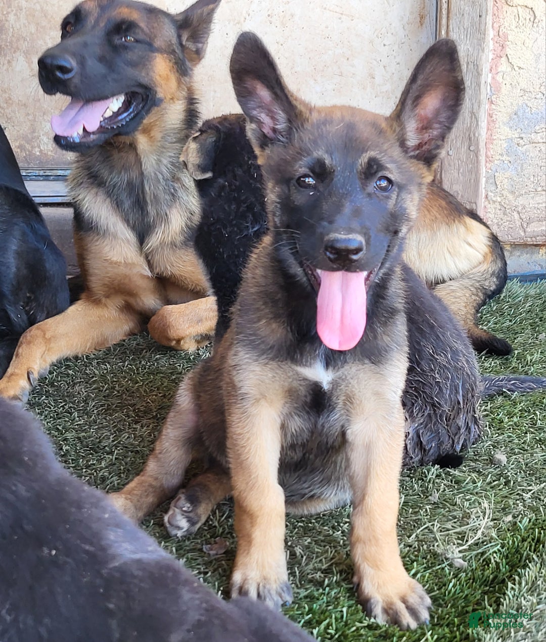 Malinois Puppies For German Shepherd Cross Belgian Malinois For Sale German  Shepherd Puppies For Sale Malinois, image size:1080x1271
