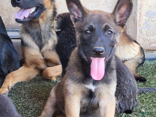 Mixed Breed dogs - Ad 2