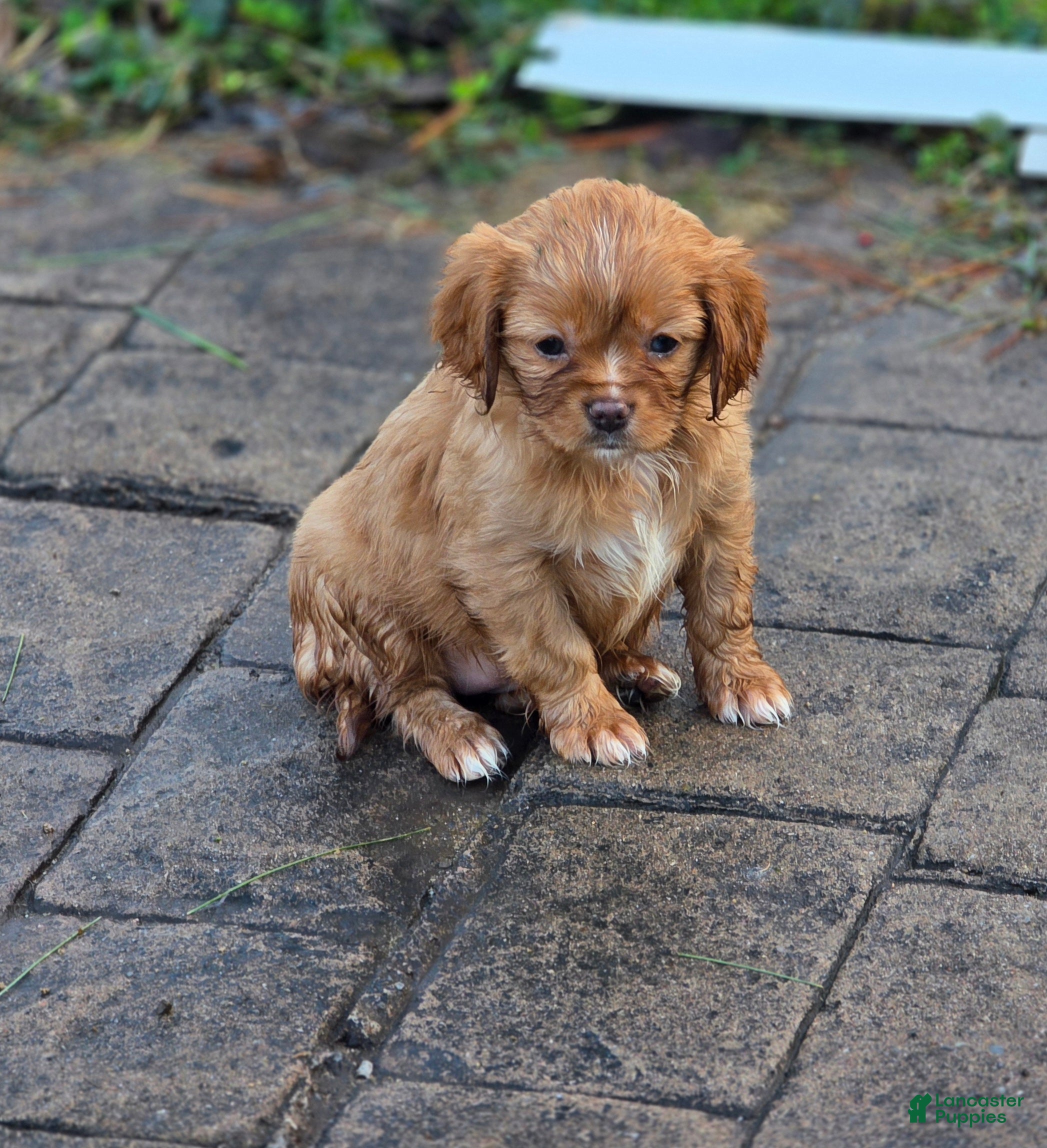 Mixed Breed dogs Mixed Breed Puppy 2 - Ad 1