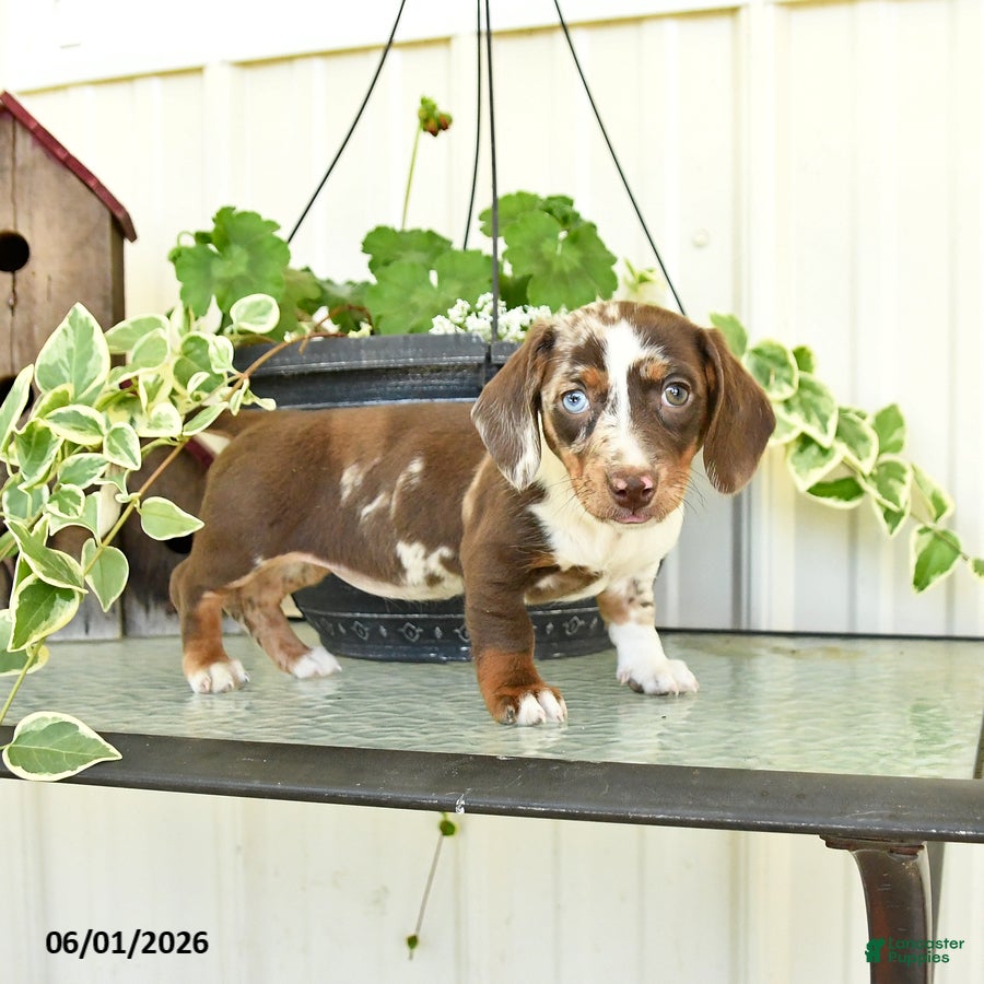 Dachshund dogs for sale: Lilac - Ad 3