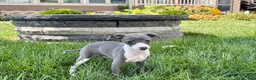 Italian Greyhound dogs for sale: Cheyenne  - Ad 3