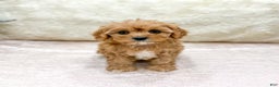 Cavapoo dogs for sale: Piper - Ad 1