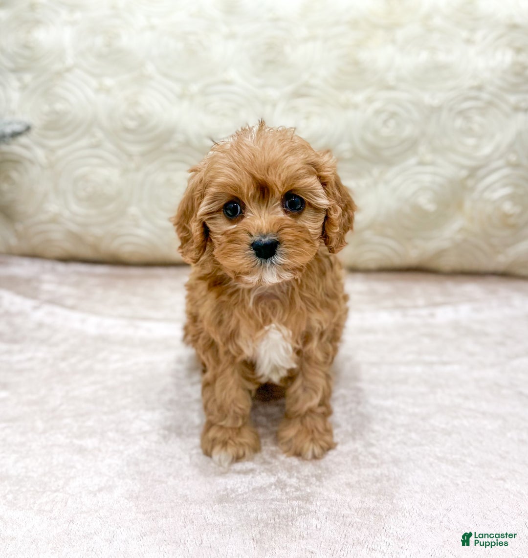 Cavapoo dogs for sale: Piper - Ad 1