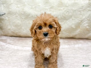 Cavapoo dogs Piper - Ad 17