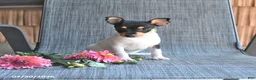 Toy Fox Terrier dogs for sale: Cliff - Ad 5