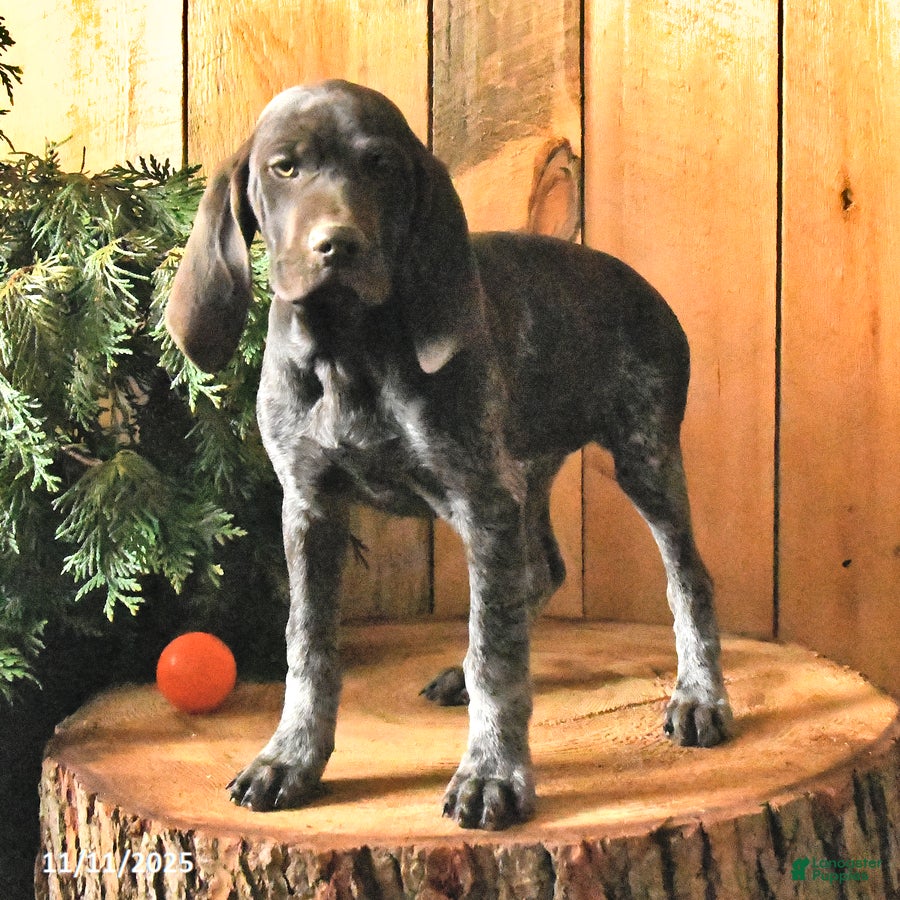 German Shorthaired Pointer dogs Candy - Ad 1