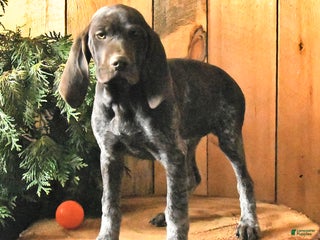 German Shorthaired Pointer dogs Candy - Ad 19