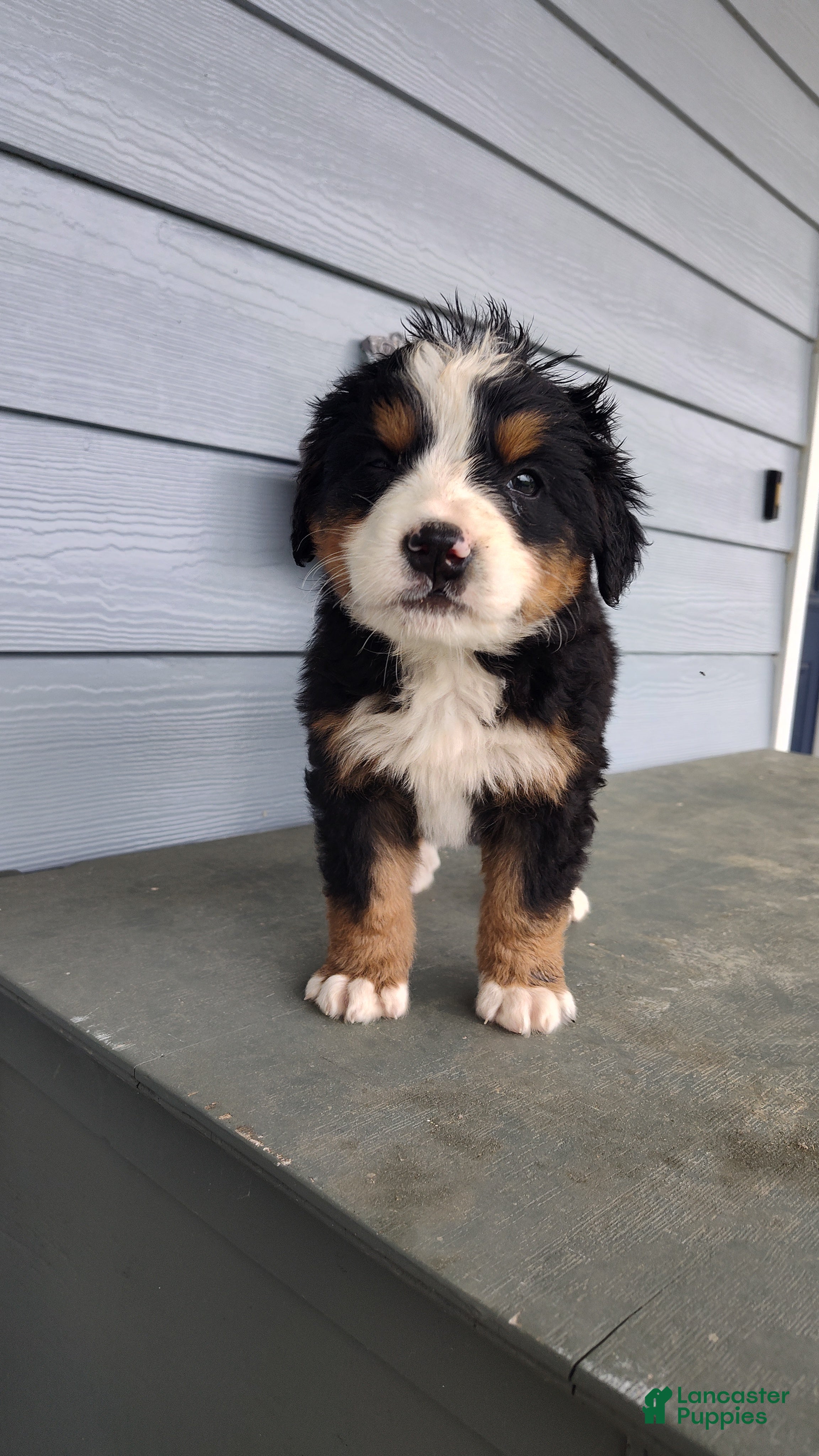 Bernese Mountain Dog dogs Bernese Mountain Dog Puppy 1 - Ad 42
