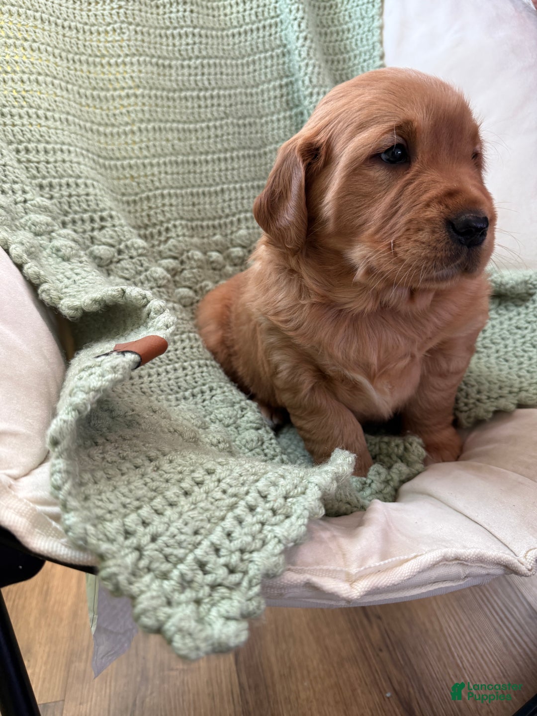 Golden Retriever dogs for sale: Summer - Ad 7