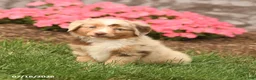 Miniature Australian Shepherd dogs for sale: Vanessa - Ad 1