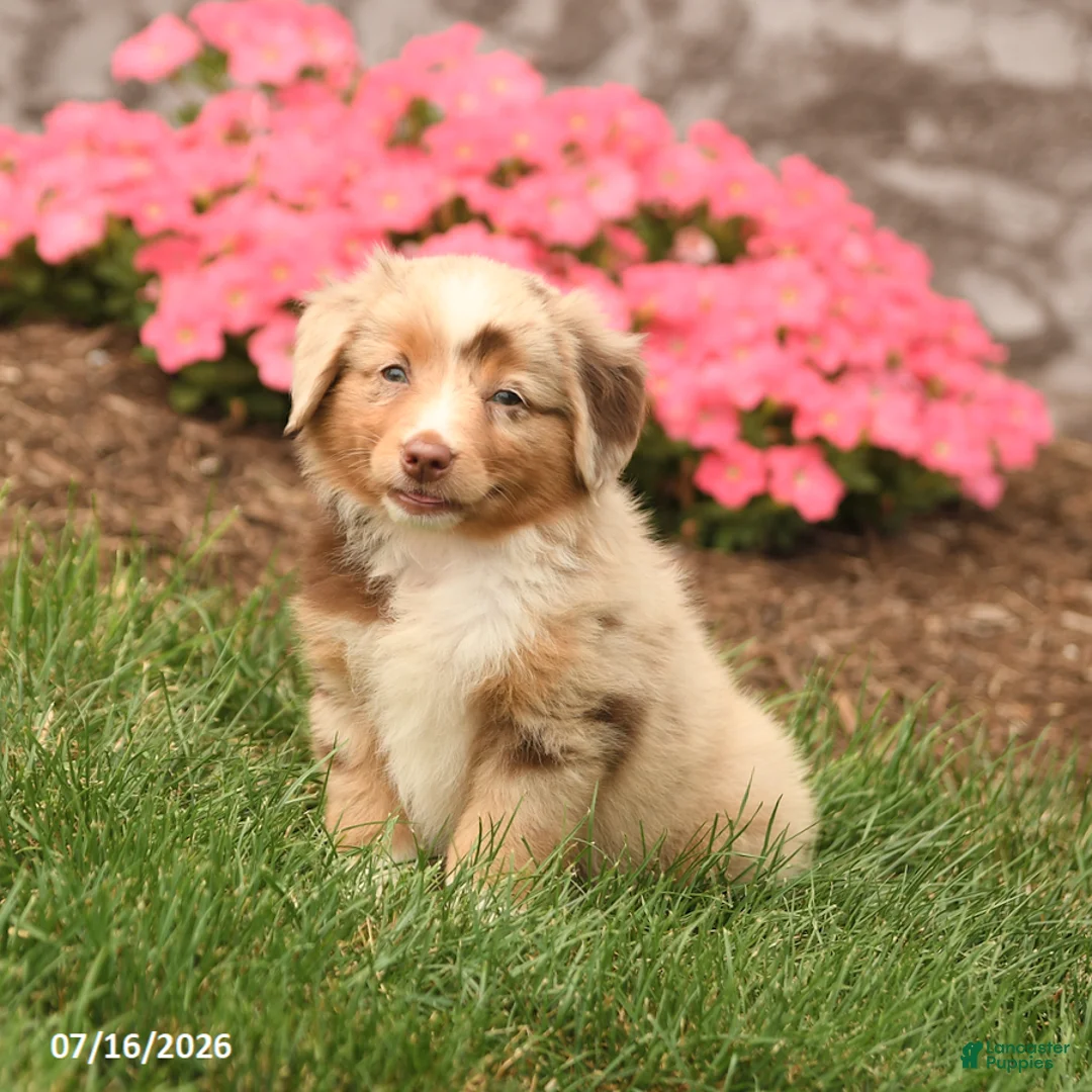 Miniature Australian Shepherd dogs for sale: Vanessa - Ad 1